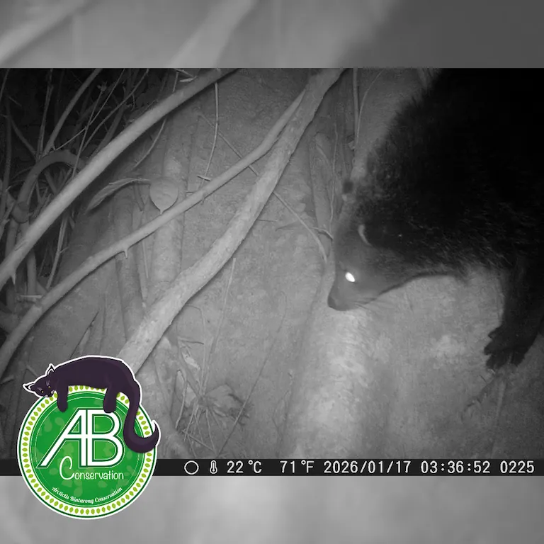 camera trapping binturong - 2026/01/17