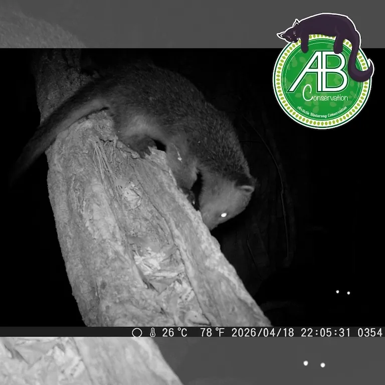 Camera trapping - binturong - 2026/04/18